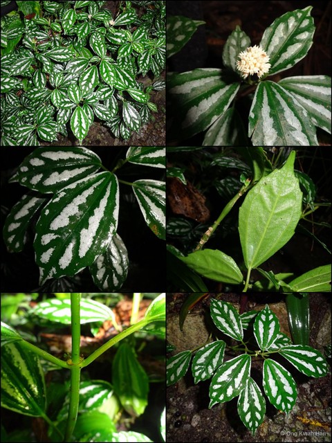 Pilea cadierei • © Ong Kwan Han • All Rights Reserved