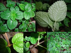 Pilea nummulariifolia (Sw.) Wedd.