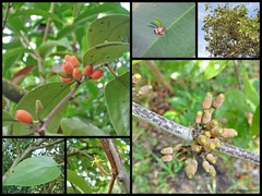 Dendrophthoe pentandra