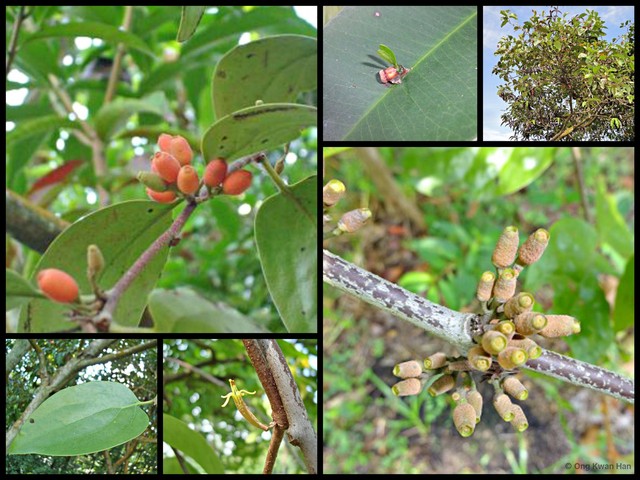 Dendrophthoe pentandra • © Ong Kwan Han • All Rights Reserved