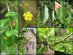Erythropalum scandens Blume