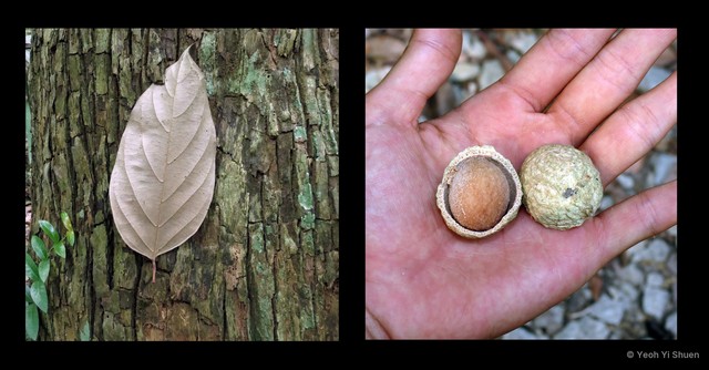 Scorodocarpus borneensis • © Yeoh Yi Shuen • All Rights Reserved