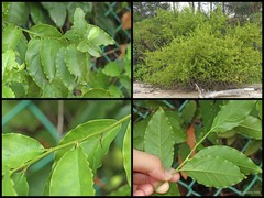 Ximenia americana L.