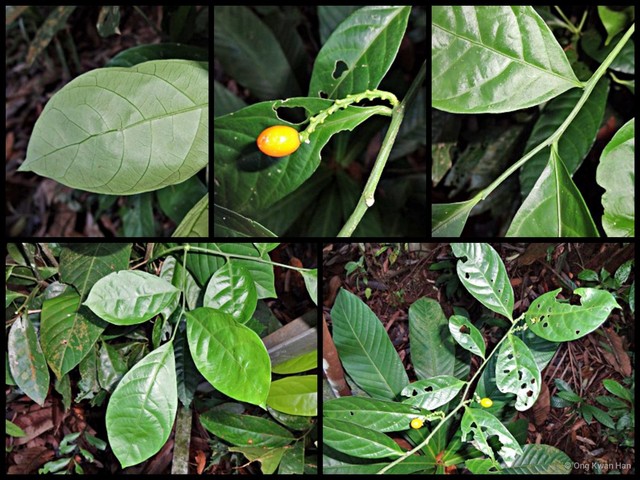 Lepionurus sylvestris • © Ong Kwan Han • All Rights Reserved