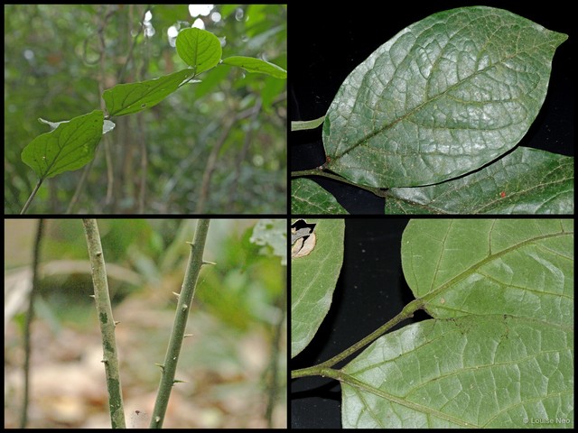 Scleropyrum pentandrum • © Louise Neo • All Rights Reserved