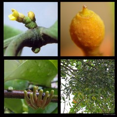 Viscum ovalifolium