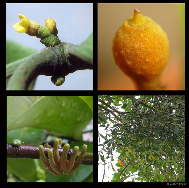 Viscum ovalifolium • © Yeoh Yi Shuen • All Rights Reserved