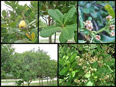 Anacardium occidentale L.