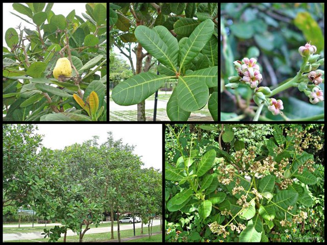 Anacardium occidentale • © Ong Kwan Han • All Rights Reserved