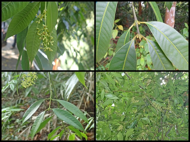 Bouea oppositifolia • © Yeoh Yi Shuen • All Rights Reserved