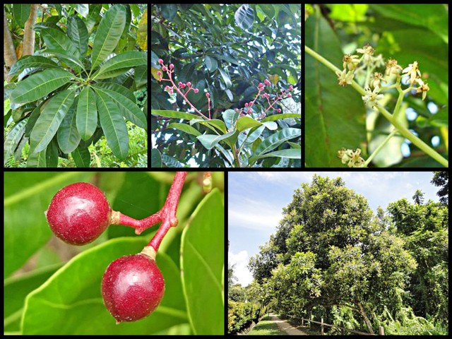 Buchanania arborescens • © Ong Kwan Han • All Rights Reserved