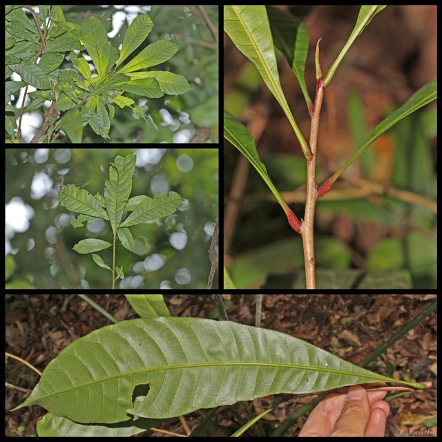 Buchanania sessifolia • © Louise Neo • All Rights Reserved