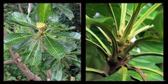 Campnosperma auriculatum