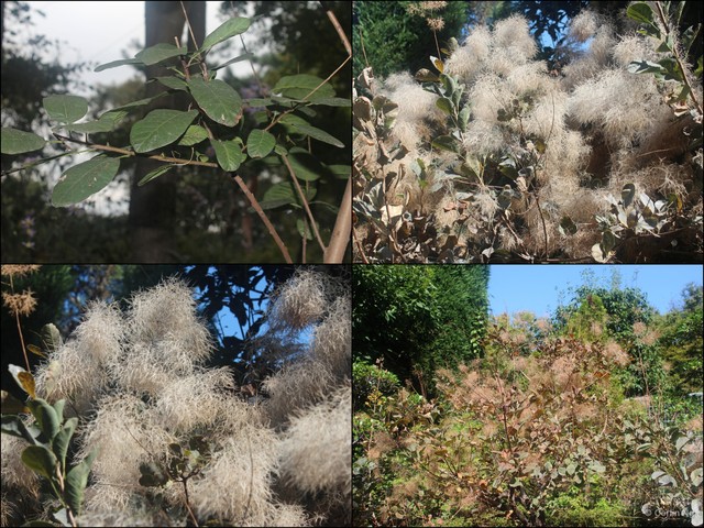 Cotinus coggygria • © Cerlin Ng • All Rights Reserved