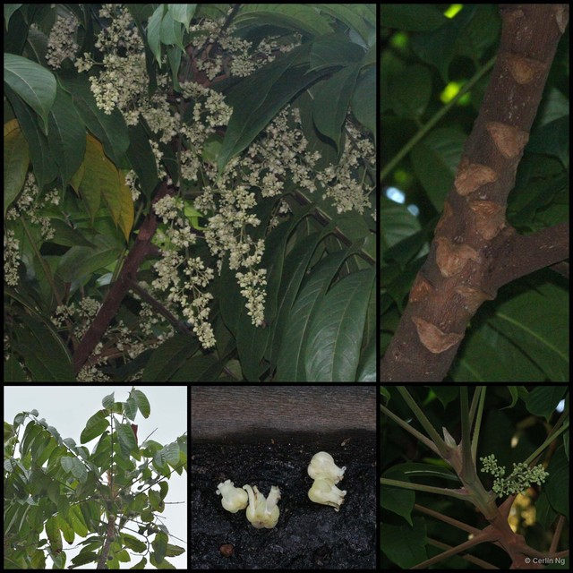 Dracontomelon dao • © Cerlin Ng • All Rights Reserved