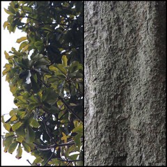 Gluta malayana