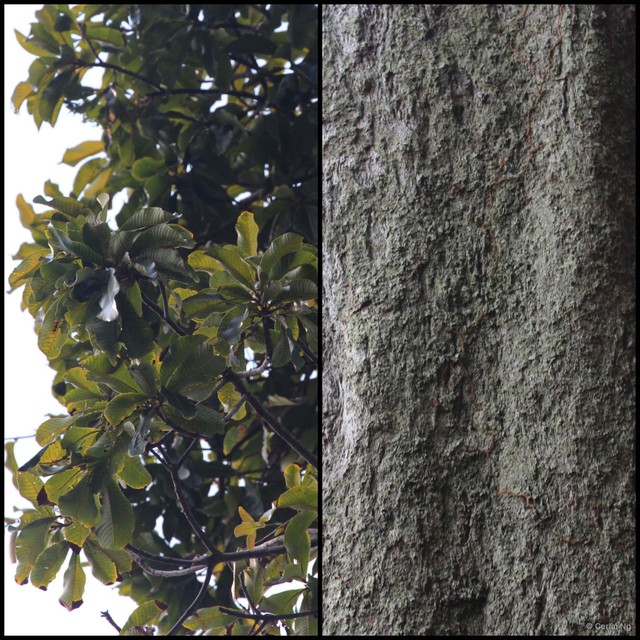 Gluta malayana • © Cerlin Ng • All Rights Reserved