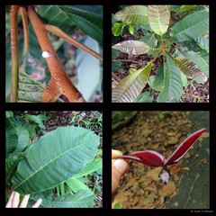 Gluta wallichii