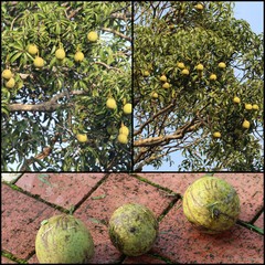Mangifera foetida