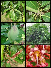 Mangifera indica