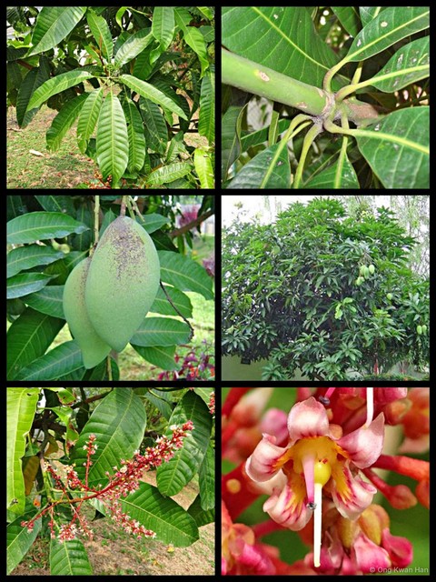 Mangifera indica • © Ong Kwan Han • All Rights Reserved