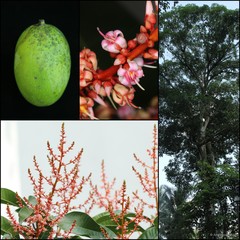 Mangifera odorata