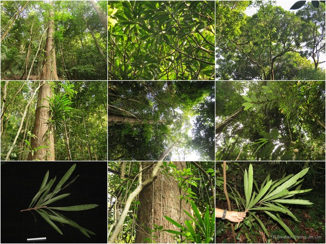 Mangifera subsessilifolia • © Reuben Chong Jin Lim • All Rights Reserved