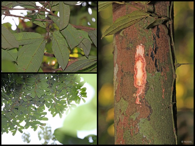 Melanochyla caesia • © NUSBL • All Rights Reserved