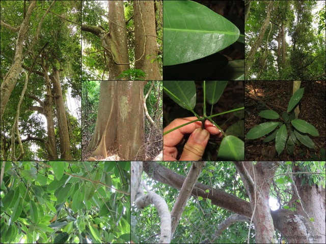 Swintonia schwenkii • © Reuben Chong Jin Lim • All Rights Reserved