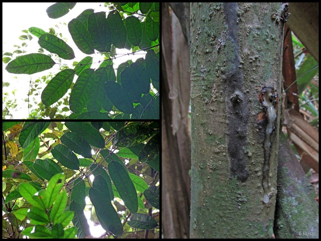 Dacryodes rostrata • © NUSBL • All Rights Reserved