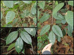 Santiria apiculata