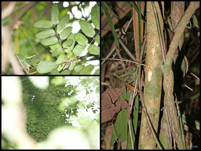 Santiria rubiginosa • © NUSBL • All Rights Reserved