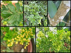 Aglaia odorata