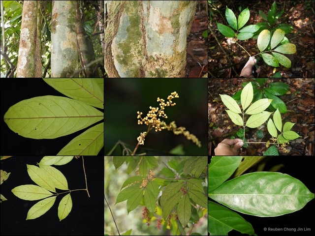 Aglaia odoratissima • © Reuben Chong Jin Lim • All Rights Reserved
