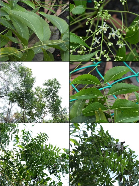 Azadirachta indica • © Louise Neo • All Rights Reserved