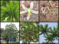Chukrasia tabularis A.Juss.