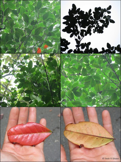 Sandoricum beccarianum • © Yeoh Yi Shuen • All Rights Reserved