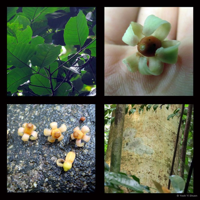 Sandoricum koetjape • © Yeoh Yi Shuen • All Rights Reserved