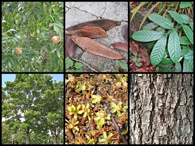 Swietenia macrophylla • © Ong Kwan Han • All Rights Reserved