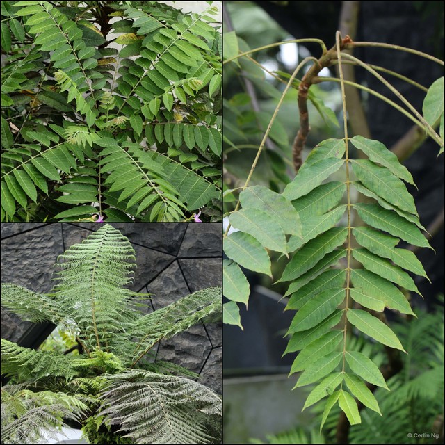Toona sinensis • © Cerlin Ng • All Rights Reserved