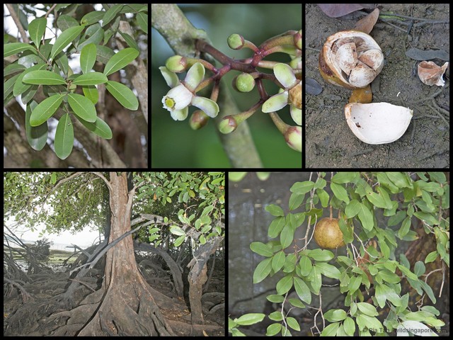 Xylocarpus granatum • © Ria Tan • All Rights Reserved