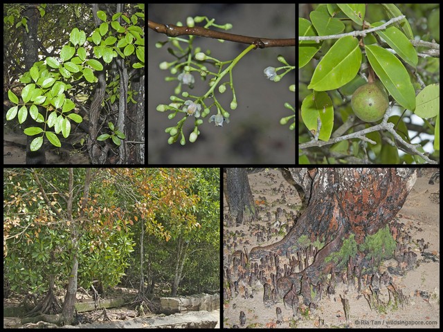 Xylocarpus moluccensis • © Ria Tan • All Rights Reserved