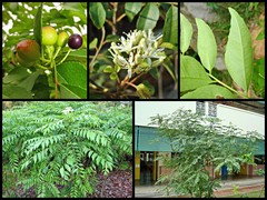 Bergera koenigii (L.) Spreng.