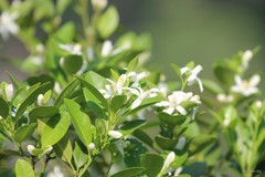 Citrus × aurantiifolia