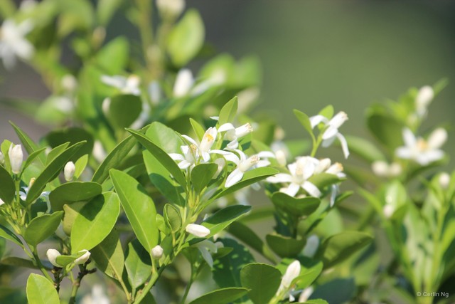 Citrus × aurantiifolia • © Cerlin Ng • All Rights Reserved