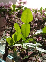 Citrus hystrix