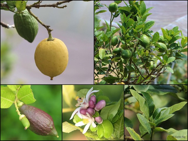 Citrus limon • © Cerlin Ng • All Rights Reserved
