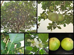 Citrus maxima