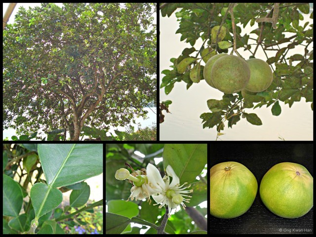 Citrus maxima • © Ong Kwan Han • All Rights Reserved
