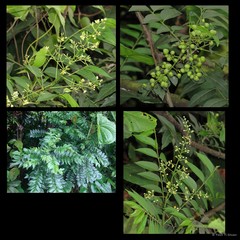 Clausena excavata
